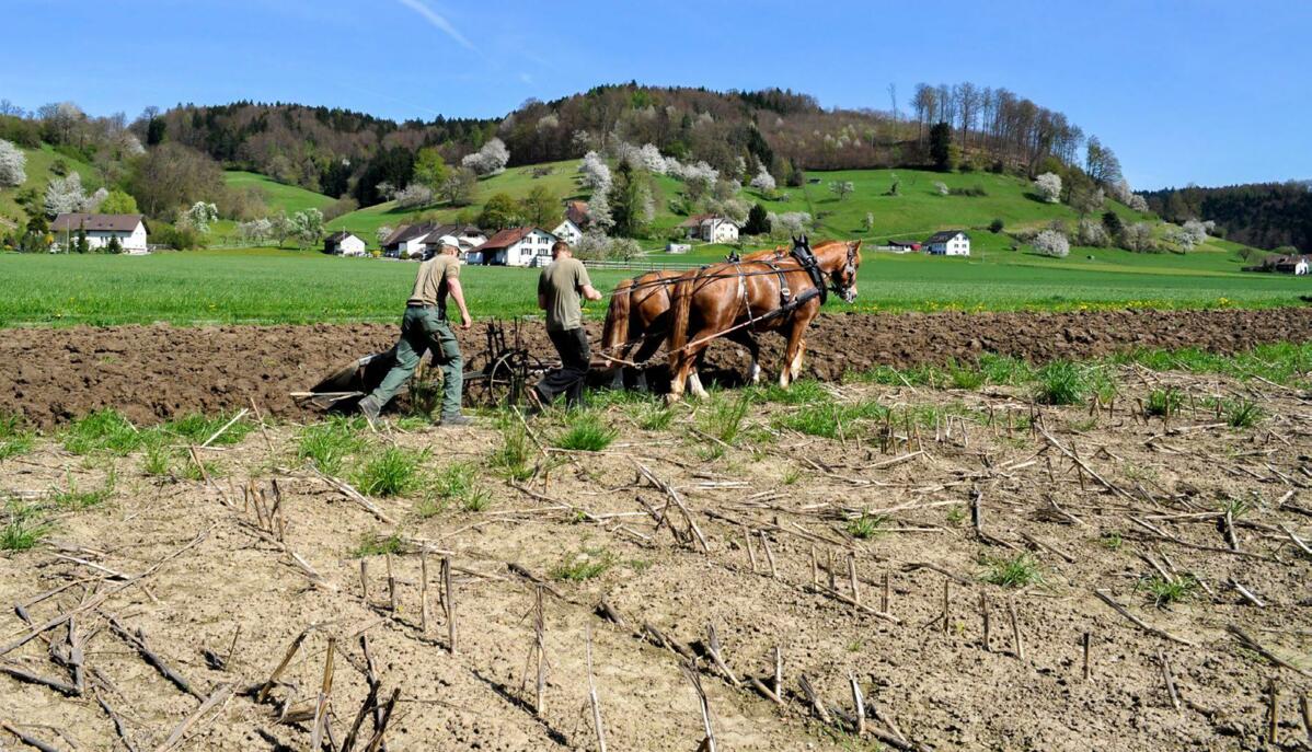 Es braucht Übung und Geschick, damit es beim Pflügen ein gleichmässiges Ergebnis ohne Erhöhungen oder Vertiefungen gibt.