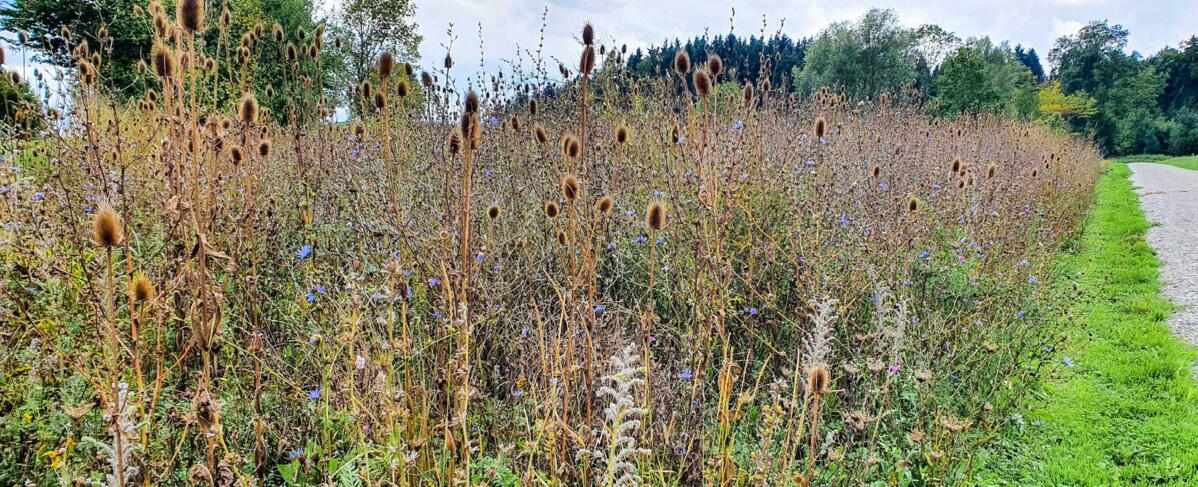 Les tiges sèches offrent aux insectes un abri pour l’hiver.