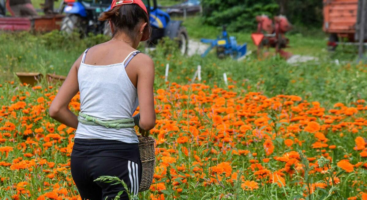 Une employée de Fabrizio Raselli cueille des fleurs de souci à Le Prese.