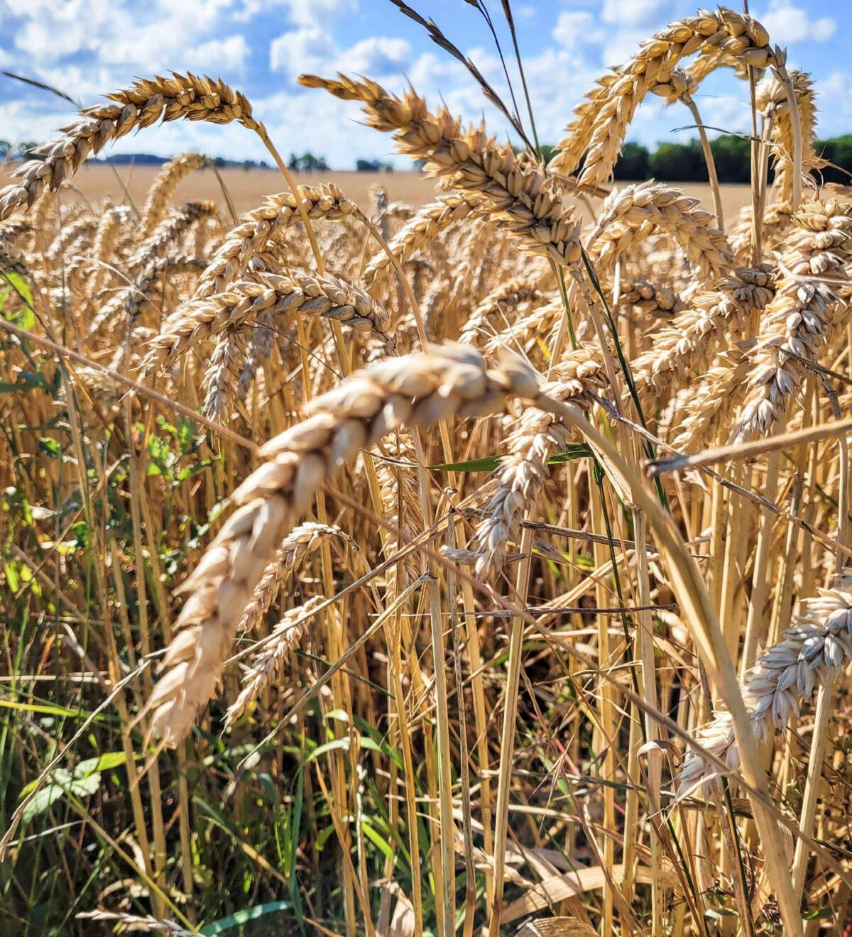 Durch die differenzierte Anpassung der Richtpreise der drei Brotgetreideklassen wird den Qualitätsunterschieden Rechnung getragen.