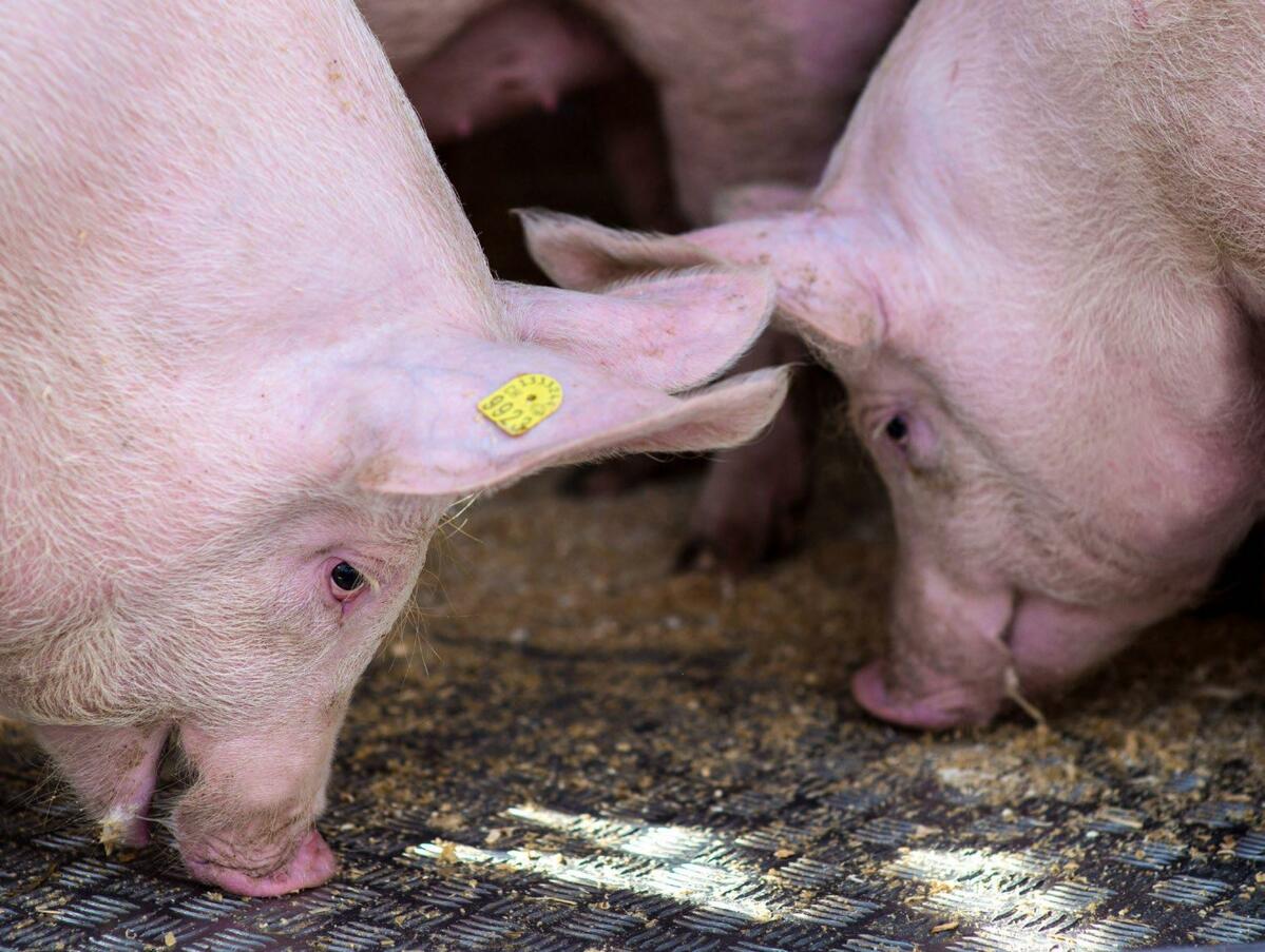Es sind einige Punkte zu beachten in der Mast, um die Wirtschftlichkeit zu optimieren.
