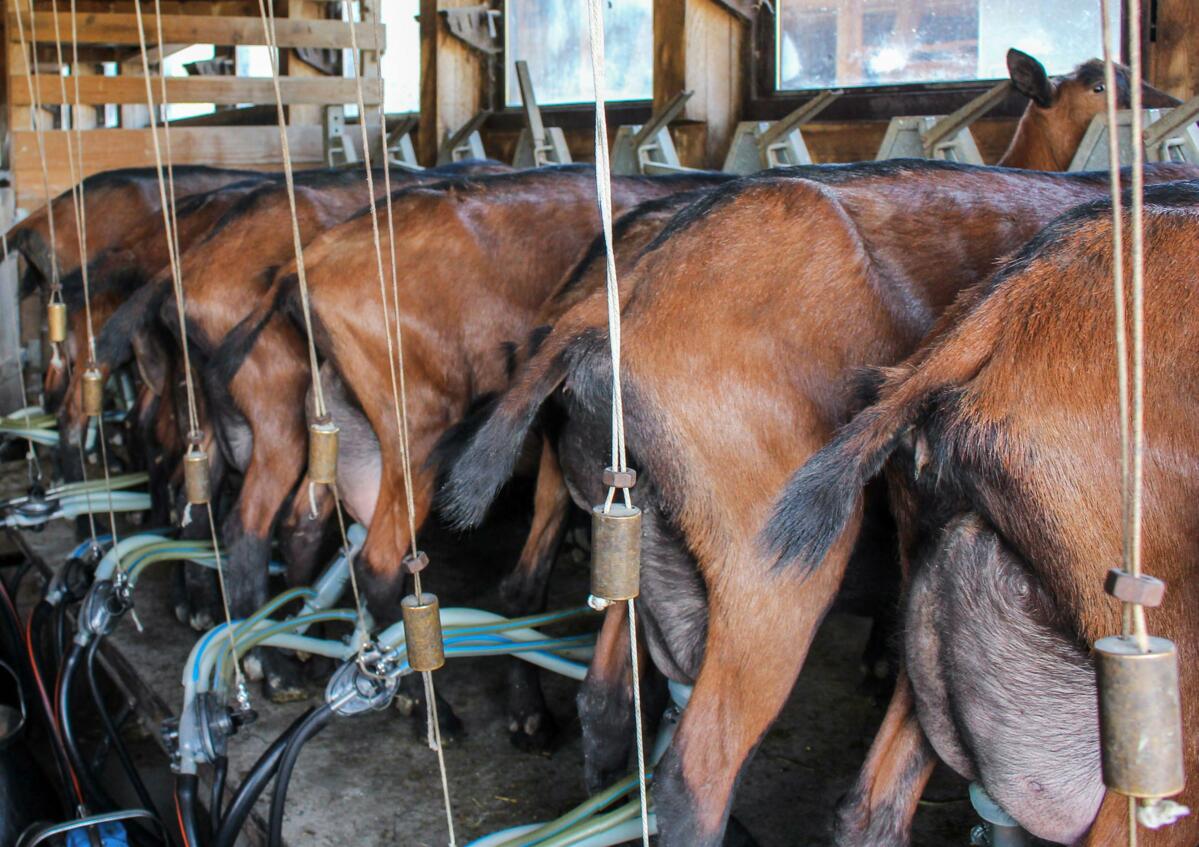 Connaître la production des chèvres