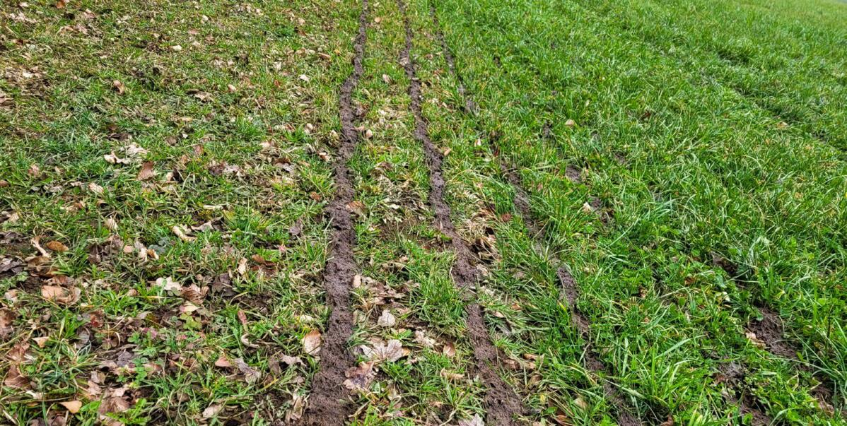 Hofdünger stellen für das Grünland meist die wichtigste Nährstoffquelle dar. Die Gehalte der Hofdünger sind aber je nach Betrieb sehr unterschiedlich.