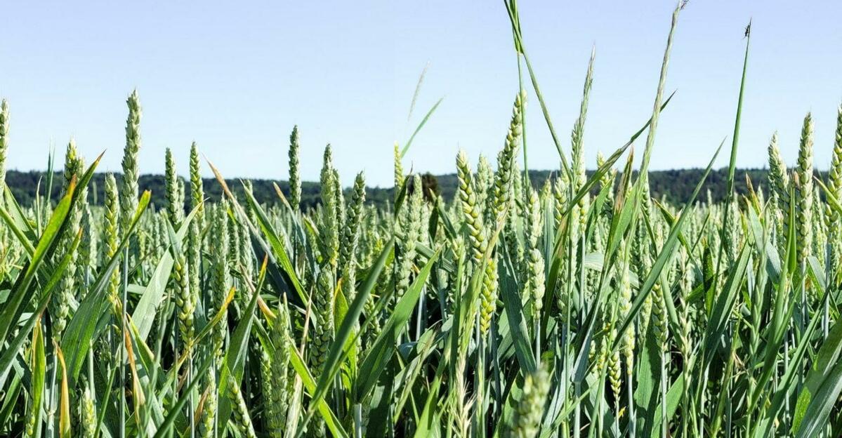 En 2022, 80 332 ha de céréales panifiables ont été cultivés, dont 70 250 ha de blé (selon swiss granum).