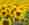 alt_text