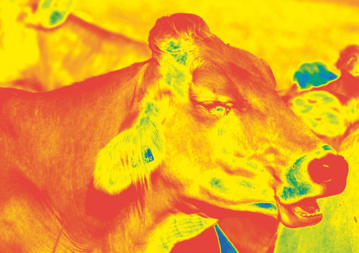 Le stress thermique n’affecte pas que la performance