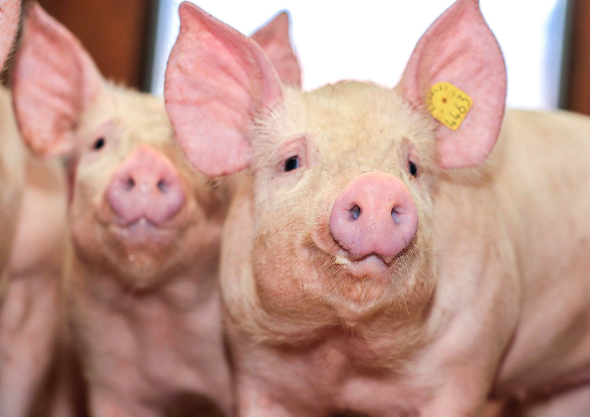 système squelettique du porc