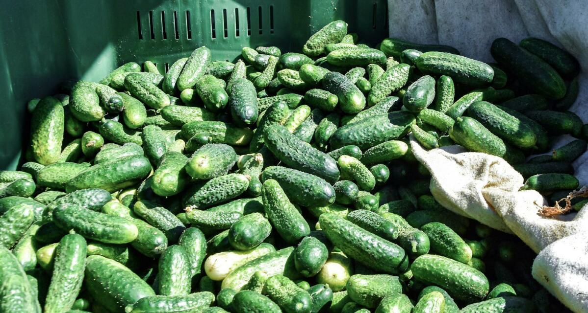 Le chef d’exploitation Benjamin Vogel mise sur une récolte de 120 tonnes en 2023.