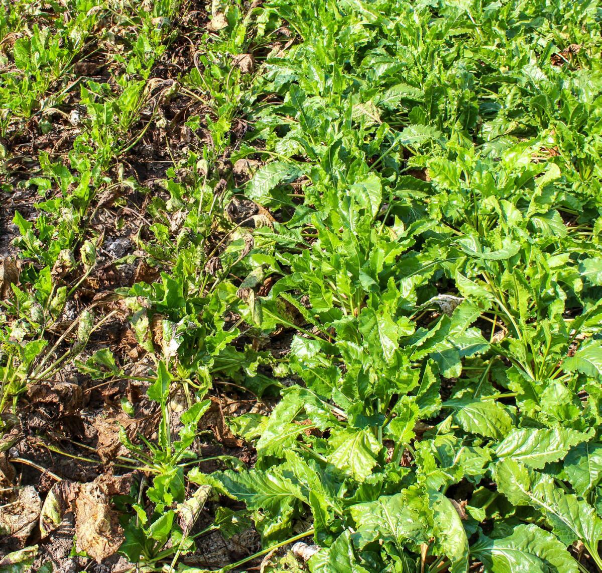 Die Cercospora-resistente Sorte (rechts im Bild) besitzt einen gesunden Blattapparat, während die anfällige Sorte stark vertrocknete Blätter aufweist.