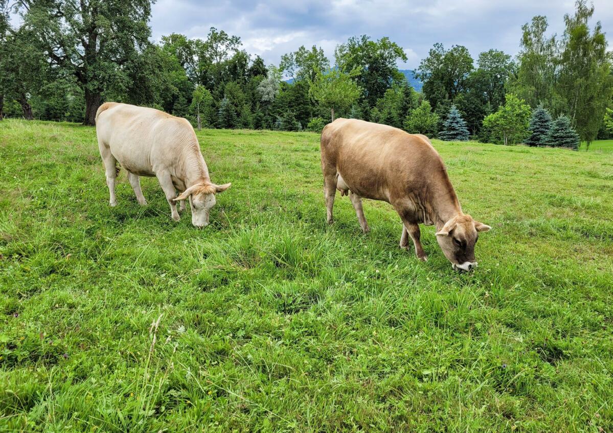 Grâce à l’alternance entre la croissance de l’herbe et la pâture, on obtient une couche herbeuse dense, essentielle pour un peuplement végétal intact.