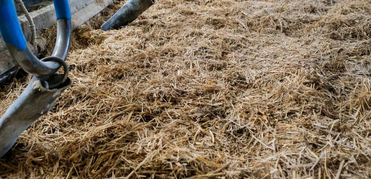 Les bactéries E. colisont des hôtes naturels de l’intestin. Il faut cependant veiller à ce qu’elles ne prennent pas le dessus dans l’étable.
