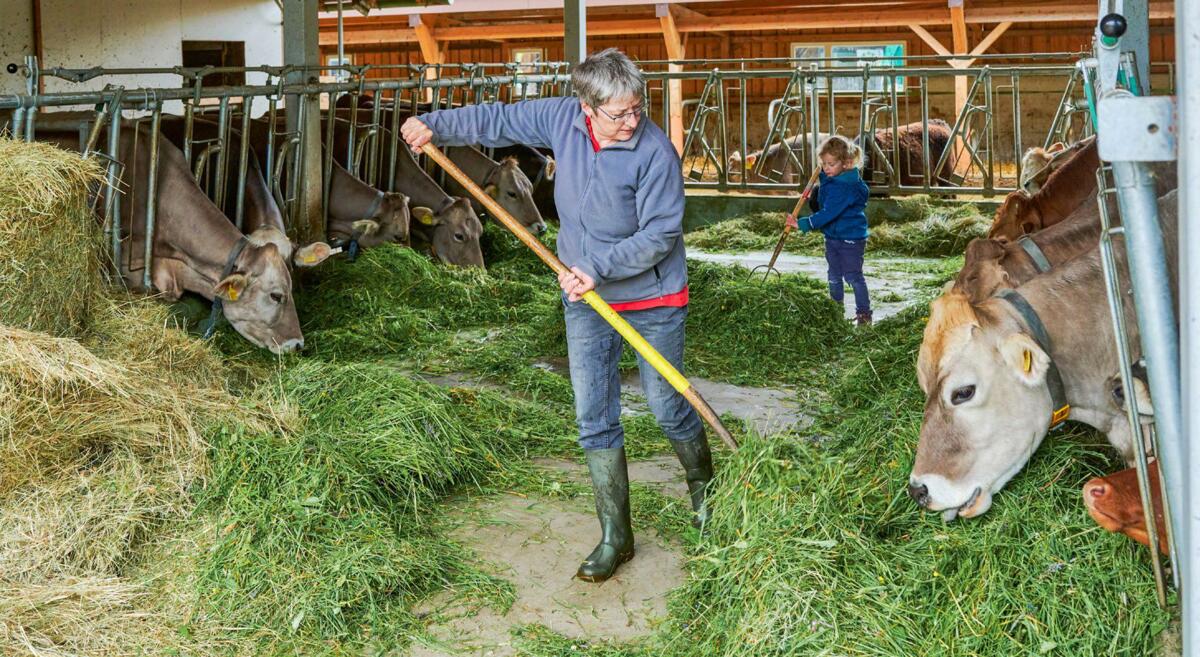 Après la reprise de leur ferme située dans une zone en forte pente au-dessus de Hergiswil, la famille Felber souhaitait passer à la garde de vaches alla...