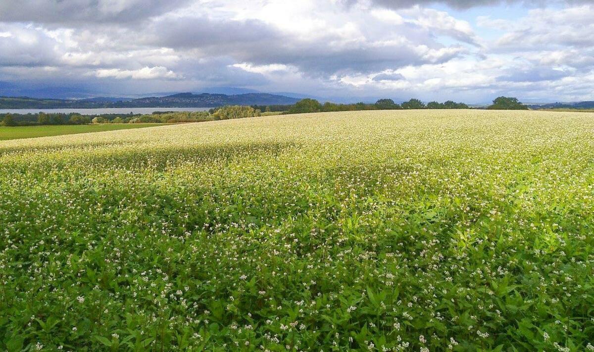 Mischungen mit Buchweizen haben ein hohes Wachstumspotenzial: Für die Unkrautregulierung weisen sie eine höhere Wirksamkeit auf, sind aber der Biomassep...