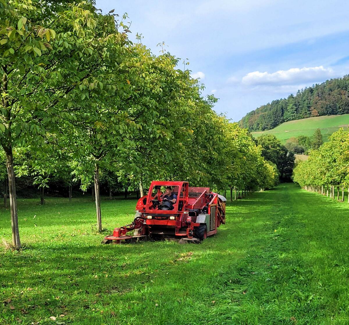 Die Baumnuss-Erntemaschine liest die Nüsse vom Boden auf.