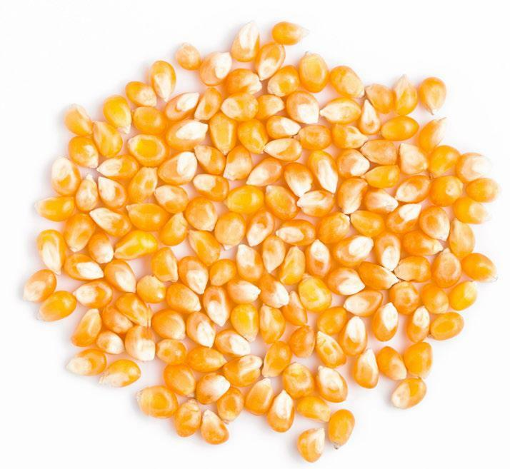 Les grains de maïs contiennent de nombreux acides gras insaturés. 