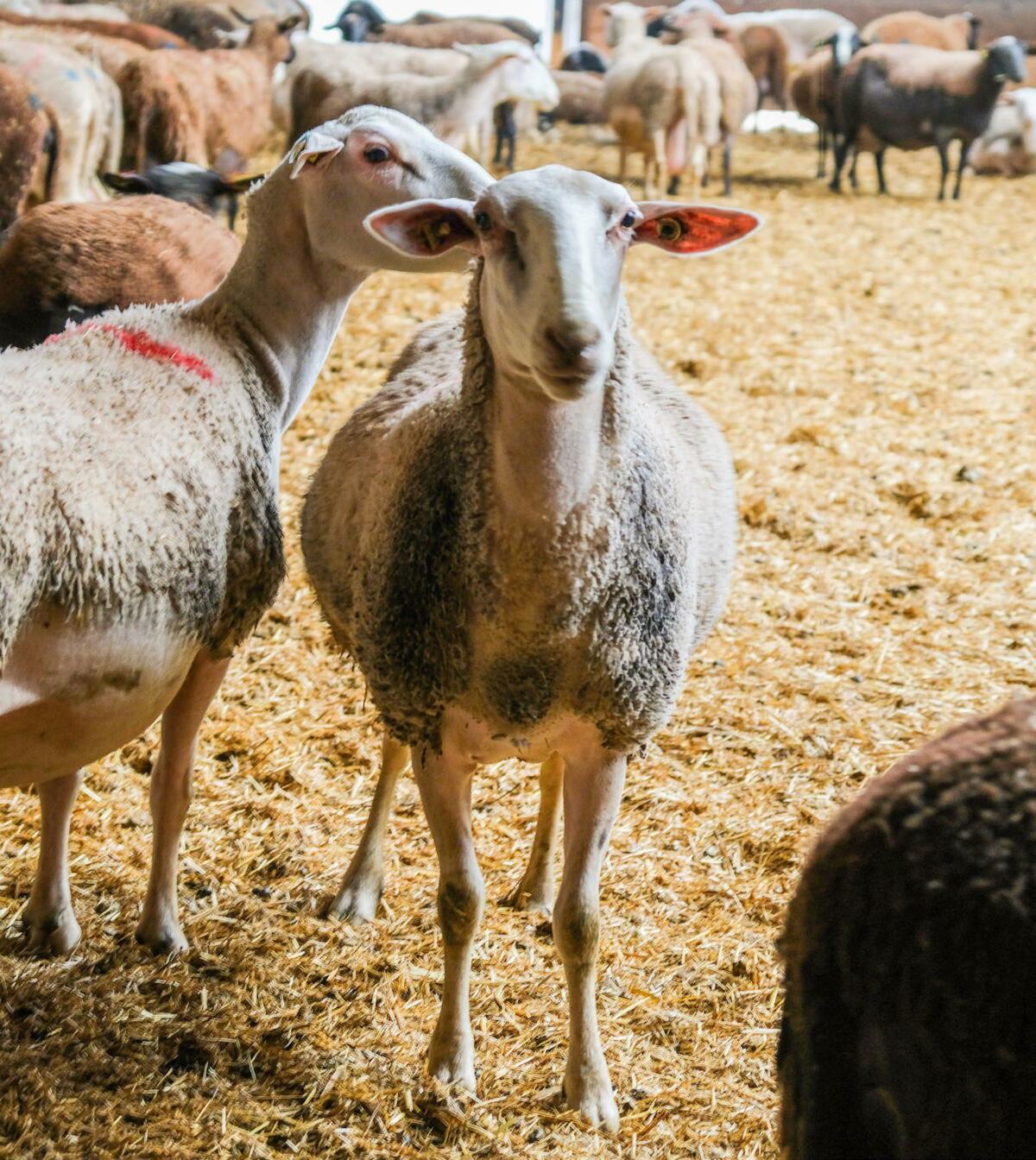 Engraissement des agneaux bio