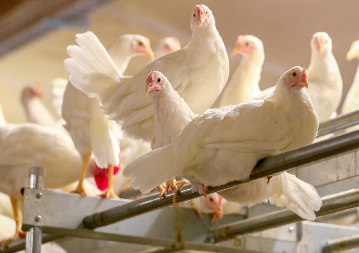 Nouvelle lumière sur le poulailler