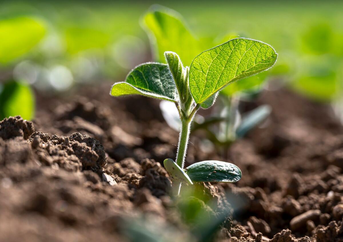 Il faut éviter de semer trop profondément, car le soja a une germination épigée et pénètre la surface du sol en forme de crochet. 