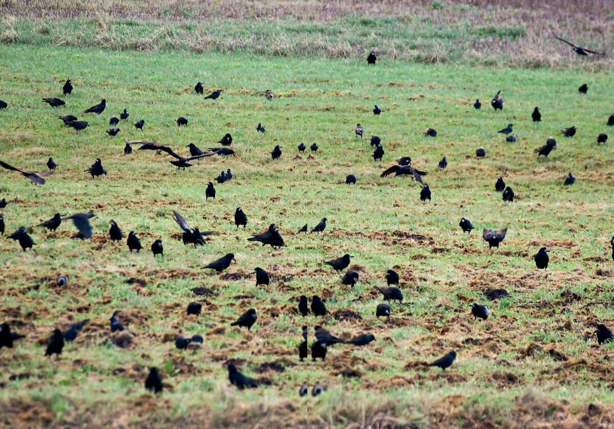 La consommation d'oiseaux peut être un problème tout au long de la saison