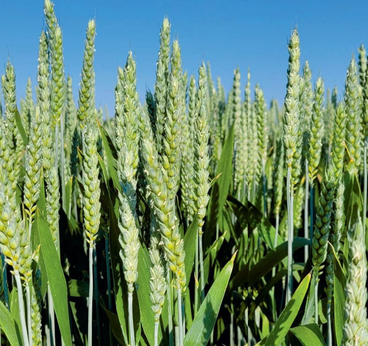 Beim Mahlweizen wurde 2023 die niedrigste Deoxynivalenol-Belastung seit der Einführung des Monitorings im Jahr 2007 verzeichnet.