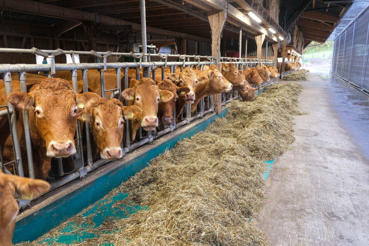 75 Kühe umfasst die Mutterkuhherde von Fabian Cotting.