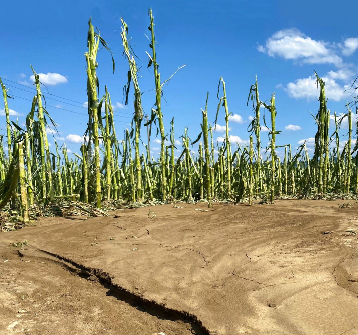 Starkniederschläge können nicht nur Kulturen schädigen, sondern auch den Boden abschwemmen. Hier bei einem Sommergewitter in Oberwil (BL) am 20. Juli...