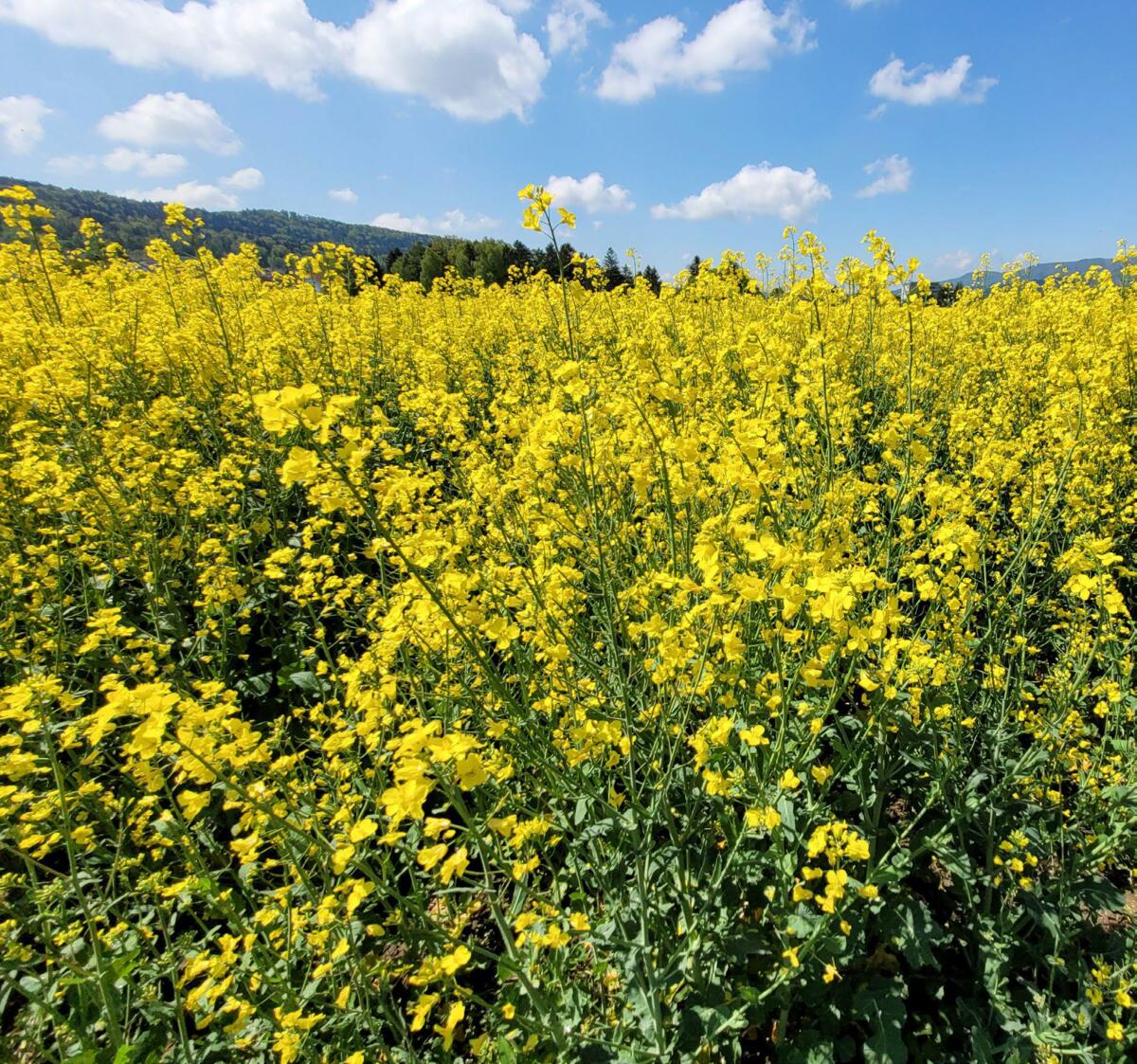 Le colza est toujours recherché dans la culture Suisse Garantie en 2024.