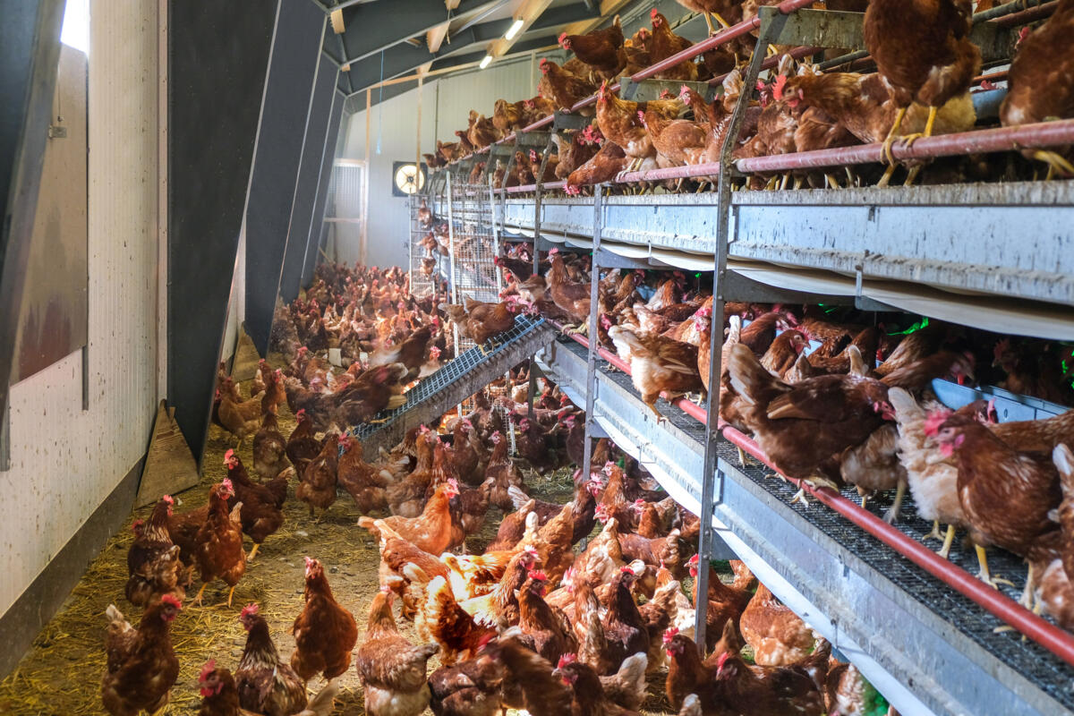 Une infestation de poux rouges est toujours une source de stress pour les animaux.