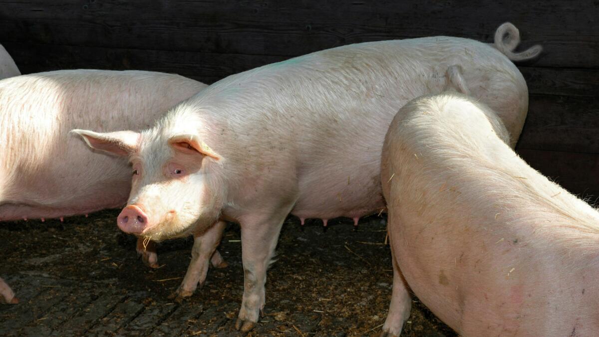 Vor dem Abferkeln sollte die Jungsau genügend Körperreserven haben.