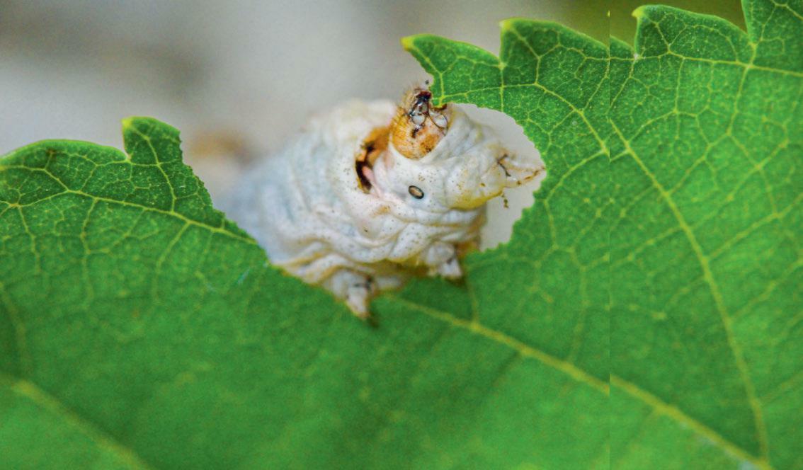Beim Seidenspinner handelt es sich um einen eher unauffälligen Nachtfalter.