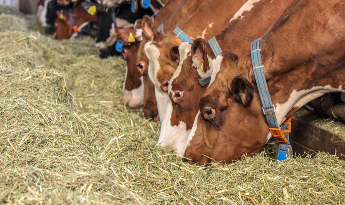 Wie gut ist mein Grundfutter?