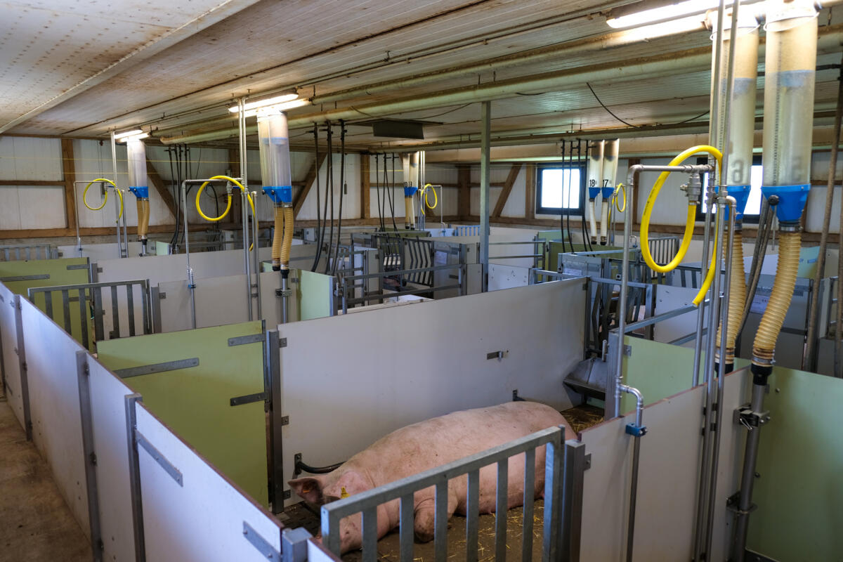 Der umgebaute Abferkelstall ist grosszügig und hell und bietet ein sehr gutes Stallklima dank verschiedenen baulichen Massnahmen wie der Isolation, Lüft...