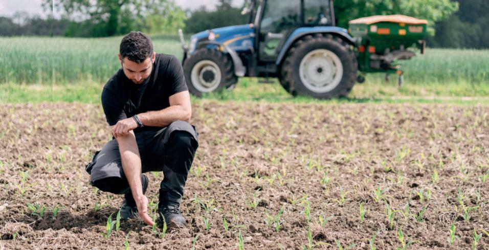 En cas d’apports élevés d’azote, le maïs absorbe moins d’azote du sol et le risque de pertes d’azote augmente.
