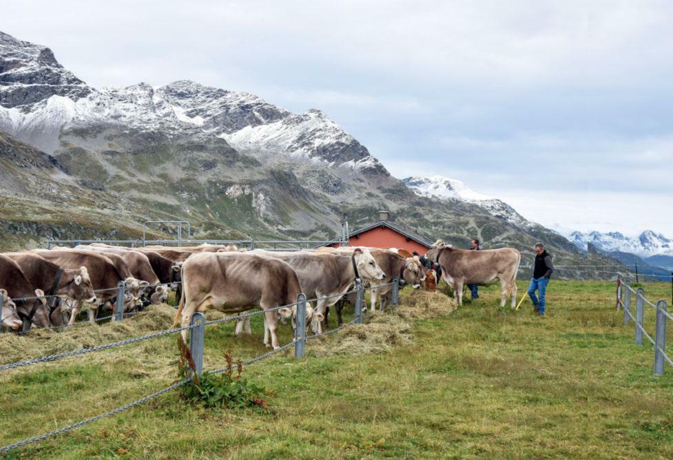 Exposition de bétail à 2307 mètres d’altitude : 23 vaches et bœufs se retrouvent à l’hospice de la Bernina (GR).