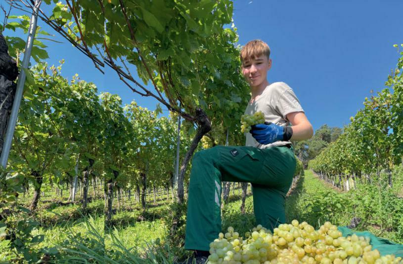 Le moment exact de la récolte dépend du cépage, du degré de maturité des raisins et des caractéristiques souhaitées pour le vin considéré. Les viticulte...