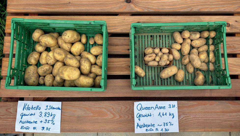 Cette année difficile met en évidence de nettes différences entre les variétés (ici, comparaison entre Vitabella et Queen Anne, sachant que trois plante...