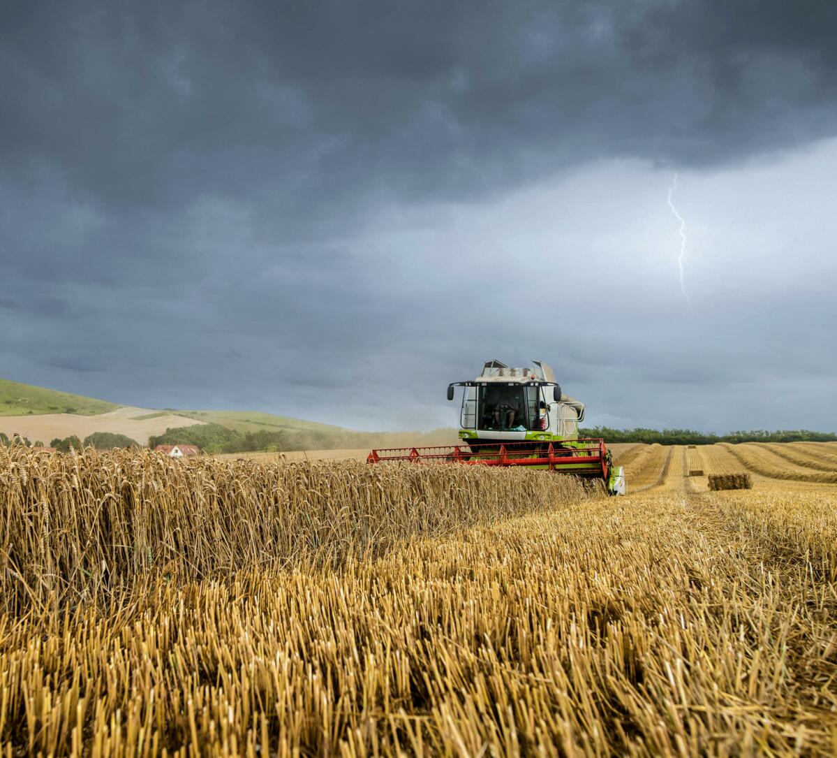 Si les céréales supportent assez bien la sécheresse, elles ne tolèrent pas bien la grêle ou les fortes précipitations. 