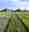 Essai variétal de blé d’Agroscope.