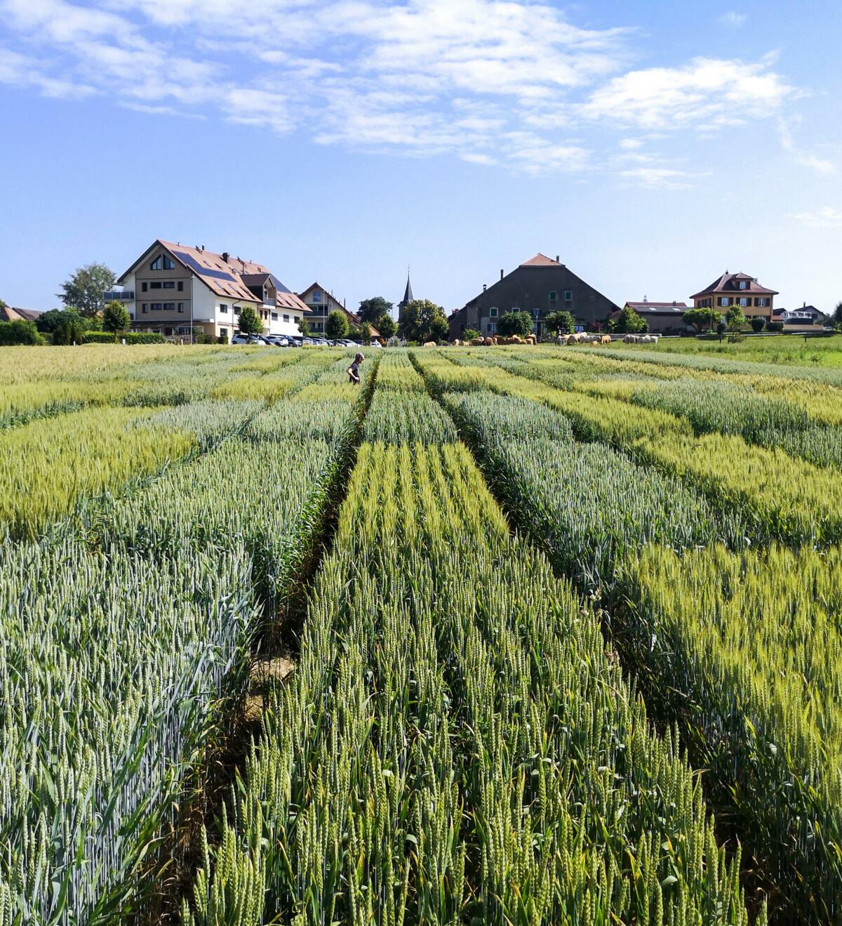 Weizensortenversuch von Agroscope.