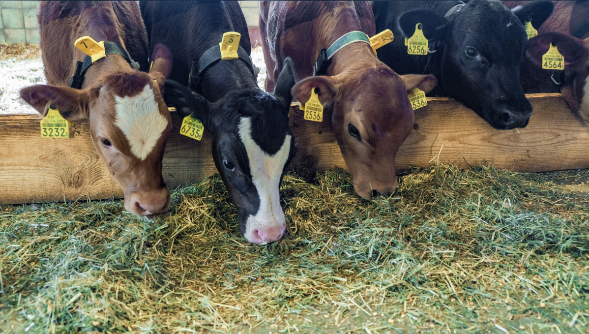 Quand la coccidiose menace les veaux