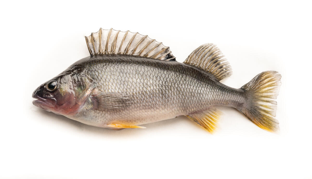 Mit einer jährlichen Produktion von 700 t ist der Egli der zweitwichtigste Fisch in der Schweizer Aquakultur.