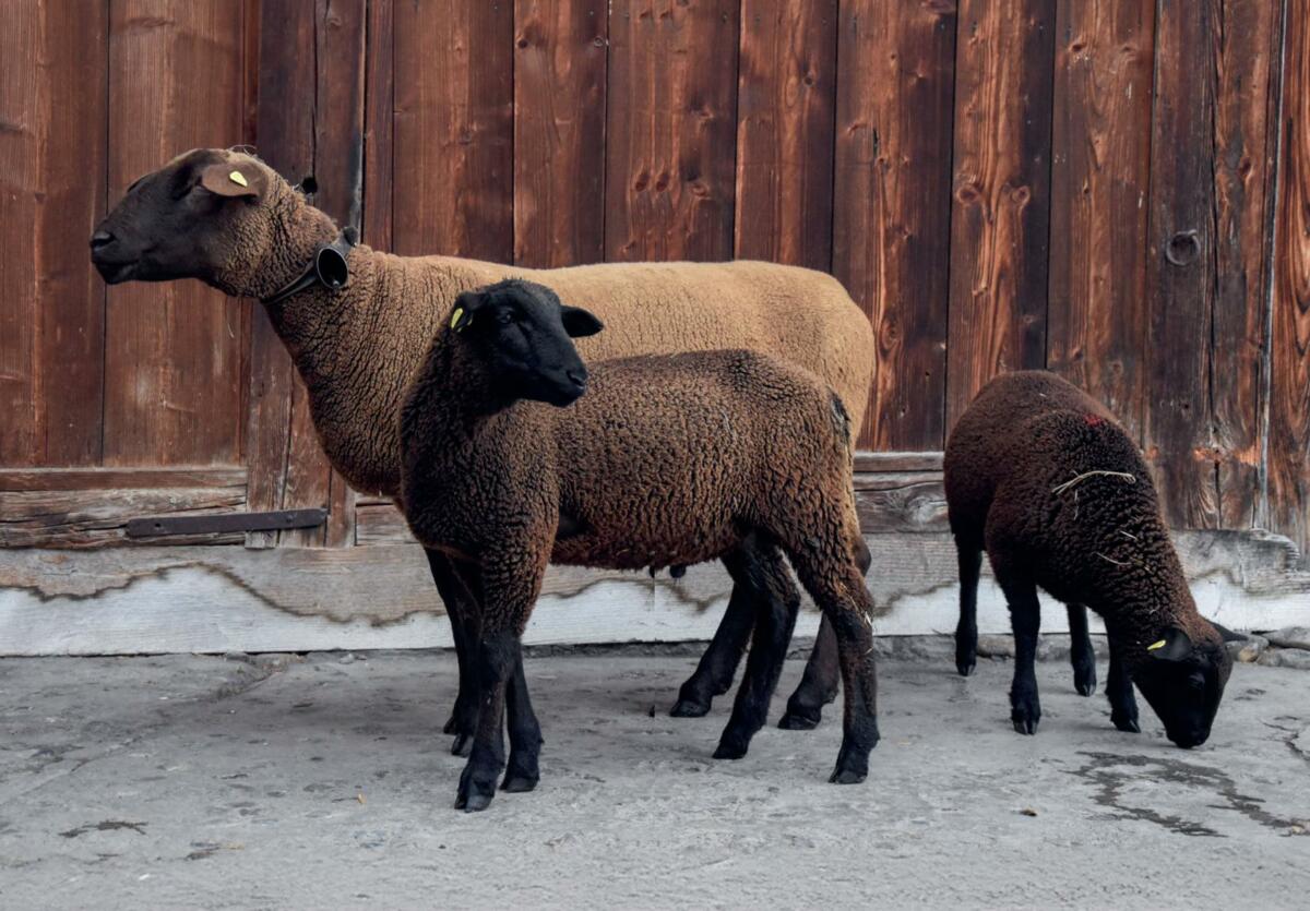 Assurer la santé des moutons n’est pas une opération qui va de soi. La toxémie de gestation peut entraîner des pertes élevées si l’on n’agit pas rapidem...