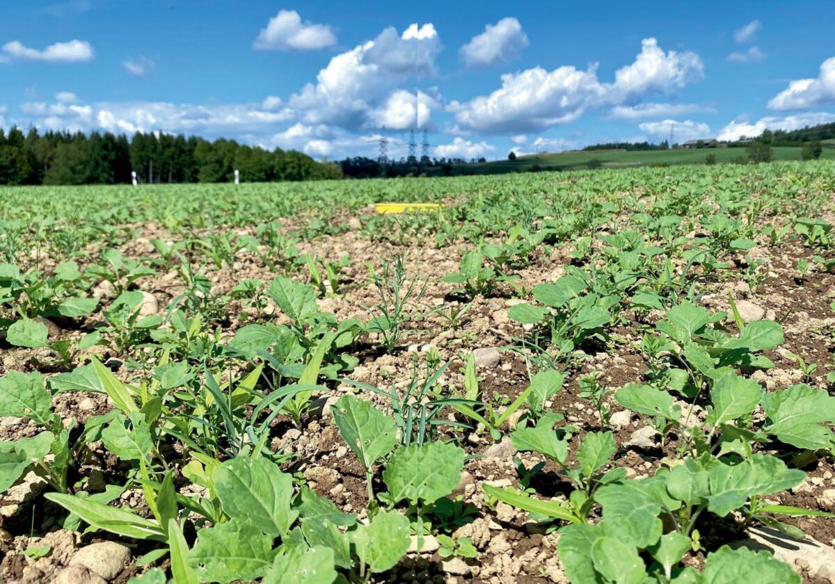 Mit einer Untersaat im Raps wird eine schnelle Bodenbedeckung erzielt und die spontane Unkrautflora herbizidfrei konkurrenziert. Allerdings wird damit d...