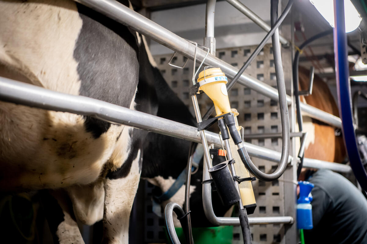 Die monatliche Milchwägung liefert wertvolle Daten für die Fütterung.