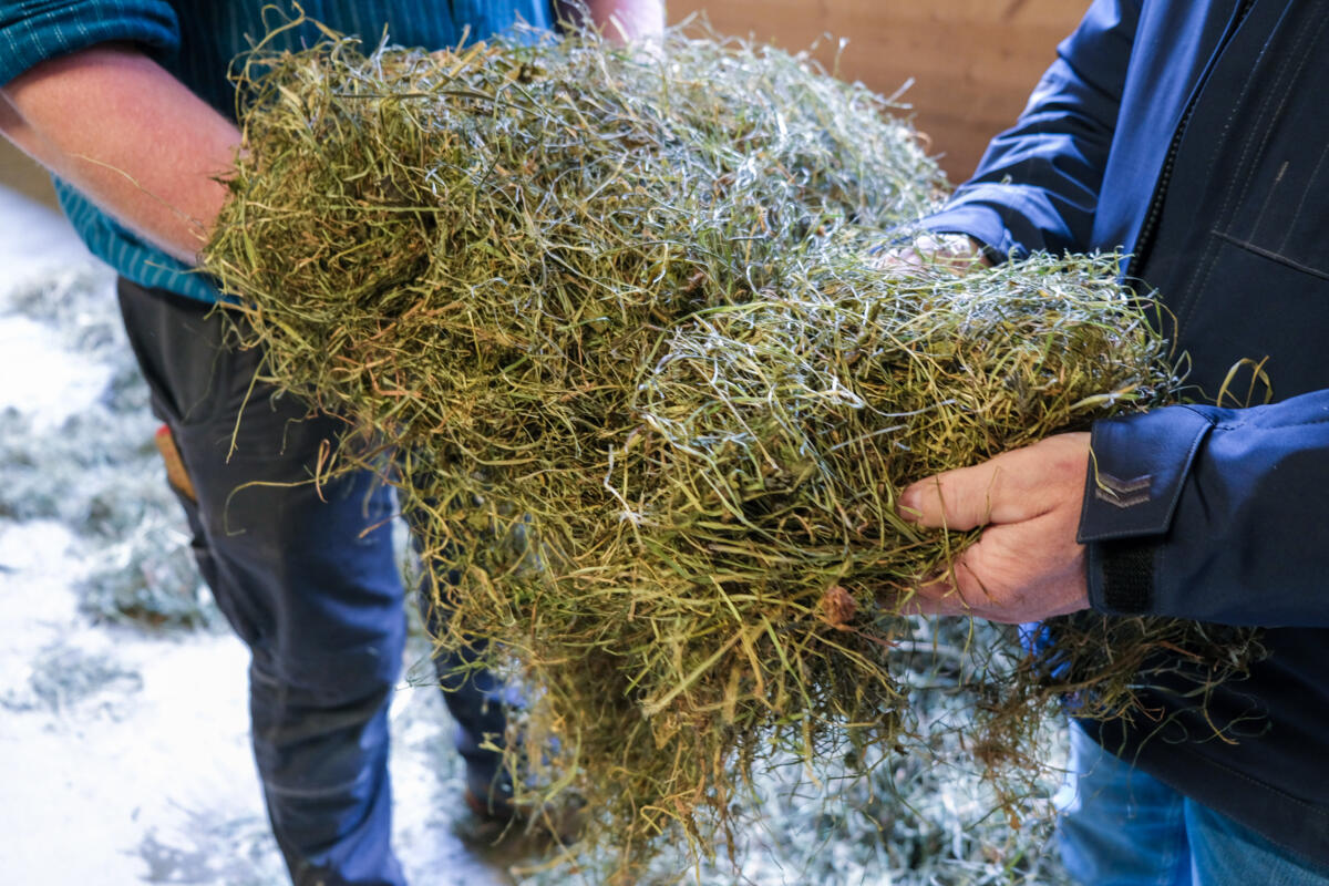 Nebst dem Futterbau spielt auch die optimale Ergänzung des Grundfutters eine wichtige Rolle für eine hohe Grundfutterleistung. 