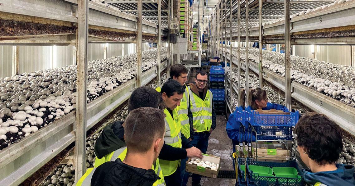 Les étudiant·es de l’Ecole supérieure d’agrotechnique de Rheinhof dans une chambre de culture de Wauwiler Champignons AG. Après une phase de croissance...