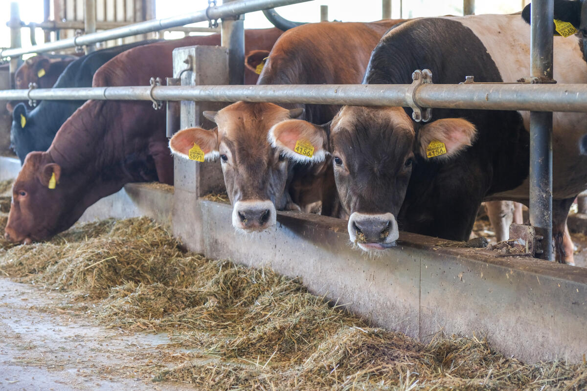 L’alimentation pour l’engraissement bovin doit tenir compte de plusieurs éléments.