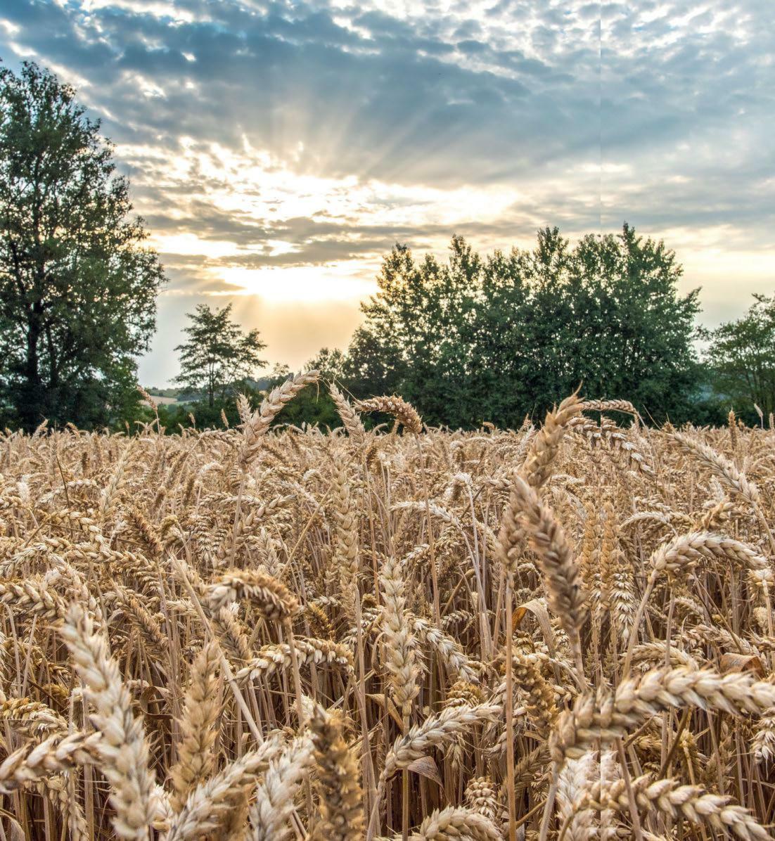 Für die Ernte 2025 sind die Weichen schon gestellt. Das Frühjahr ist nun mit matchentscheidend.