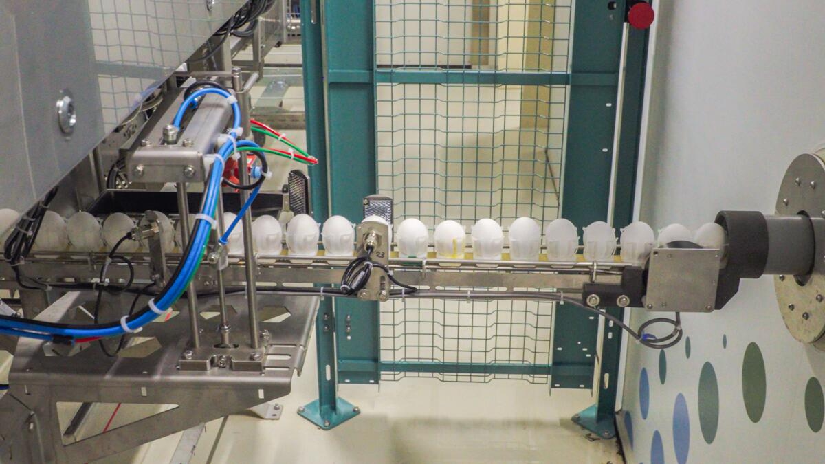 Après la détection du sexe, les oeufs contenant les embryons femelles sont à nouveau placés dans l’incubateur.