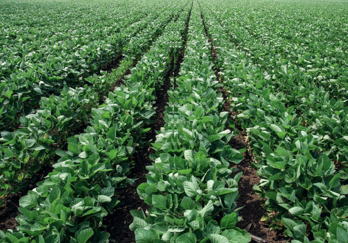 En agriculture bio, le soja fourrager est très recherché. 